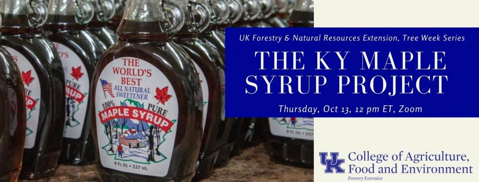 kentucky maple syrup project 