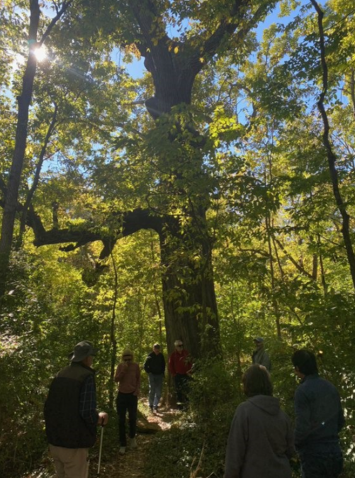 A walk along Hickman Creek- Exploring its trees and their impact