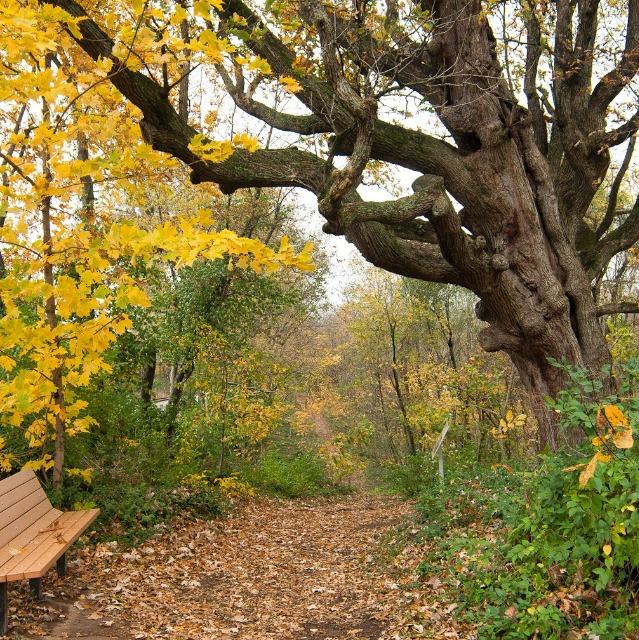 Fall Tree ID Walk 