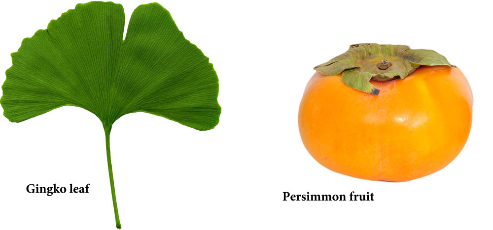 Gingko leaf and Asian Persimmon fruit