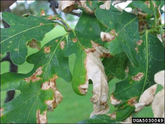 Anthracnose on white oak leaves