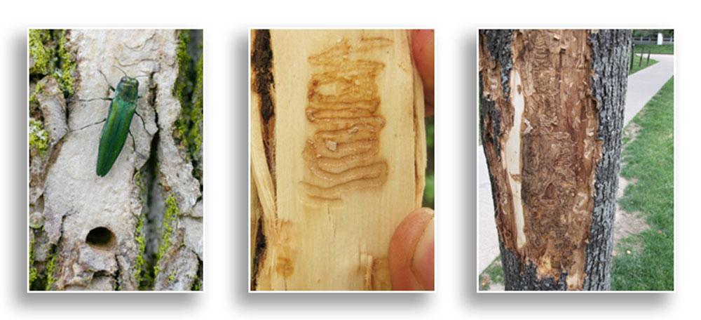Emerald ash borer, (Agrilus planipennis) and exit hole