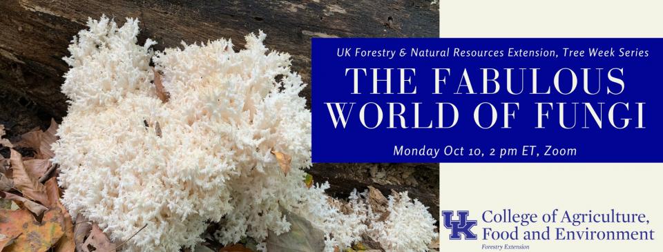 Fabulous world of fungi 