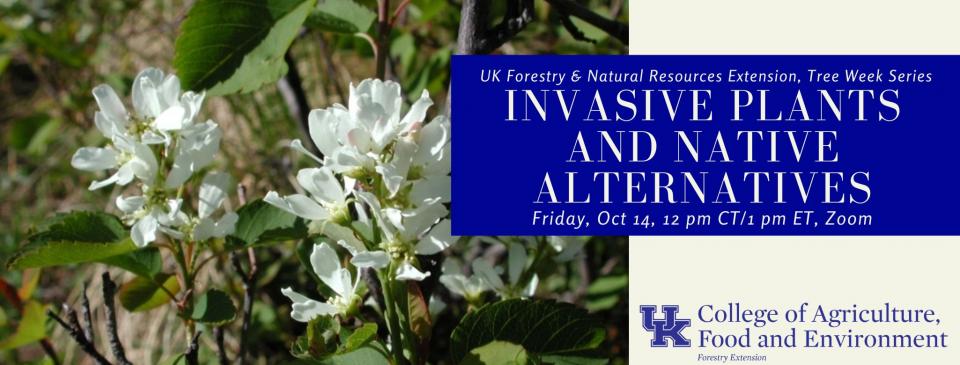 invasive plants and native alternatives 
