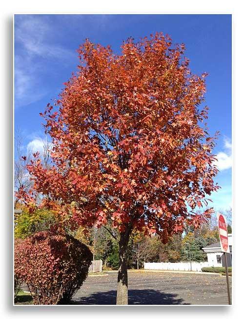 Red oak street tree