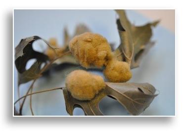 Woolly oak leaf galls
